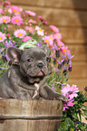 Puppy and frog