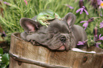 Puppy and frog