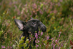 French Bulldog Portrait