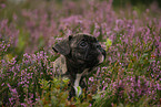 French Bulldog Portrait