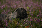 French Bulldog Portrait
