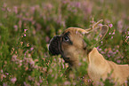 French Bulldog Portrait