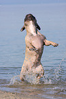 jumping French Bulldog