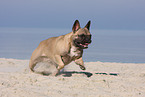 running French Bulldog