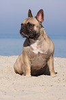 sitting French Bulldog