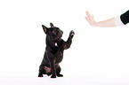 French Bulldog shows trick