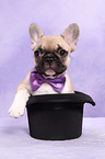 French Bulldog Puppy