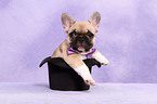French Bulldog Puppy