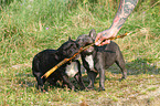 playing French Bulldogs