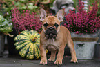 French Bulldog Puppy