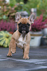 French Bulldog Puppy