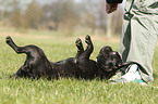rolling French Bulldog