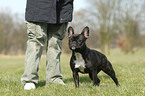 French Bulldog