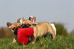 3 French Bulldog puppies