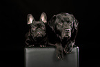 2 dogs