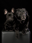 2 dogs