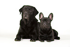 2 dogs
