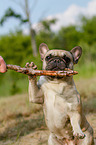 French Bulldog shows trick
