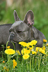 French Bulldog Portrait