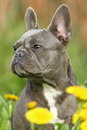 French Bulldog Portrait