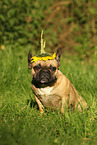 sitting French Bulldog