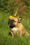 sitting French Bulldog