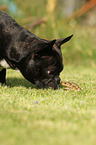 nosy French Bulldog
