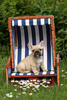 French Bulldog Puppy