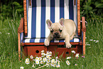 French Bulldog Puppy