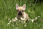 French Bulldog Puppy