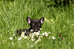 French Bulldog Puppy