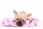 French Bulldog Puppy