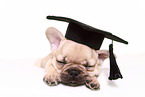 French Bulldog Puppy