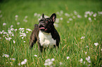 standing French Bulldog