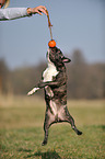 jumping French Bulldog