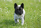 walking French Bulldog