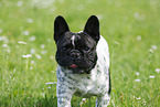 French Bulldog Portrait