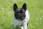 French Bulldog Portrait