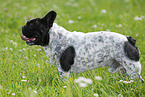 standing French Bulldog