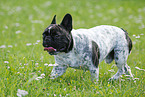 walking French Bulldog