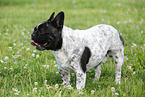 standing French Bulldog