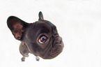 young French Bulldog