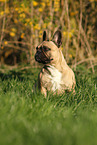 sitting French Bulldog