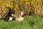 French Bulldogs