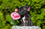 French Bulldog Puppy