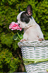 French Bulldog Puppy
