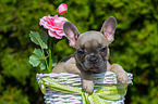 French Bulldog Puppy