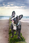 young French Bulldog