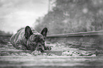 lying French Bulldog
