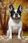 sitting French Bulldog